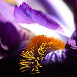 Nature plant detail of