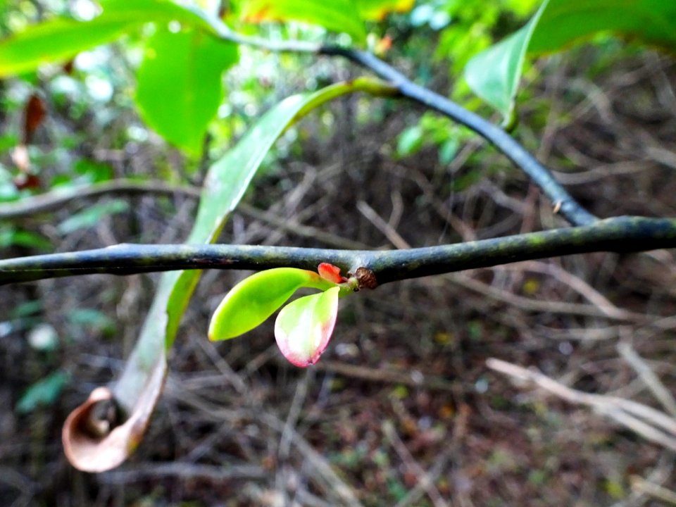In the undergrowth