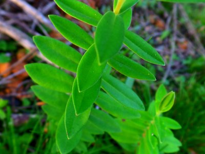 Green growth
