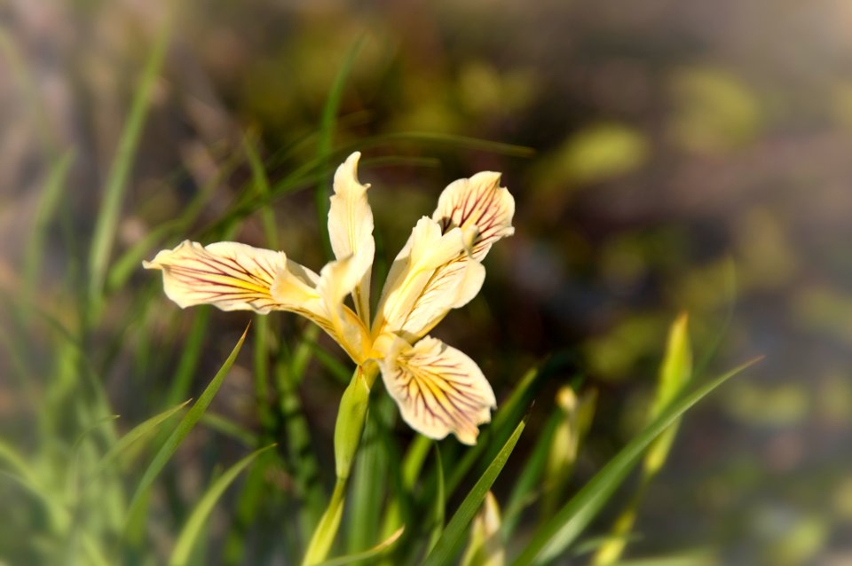 Yellow Iris-Unknown