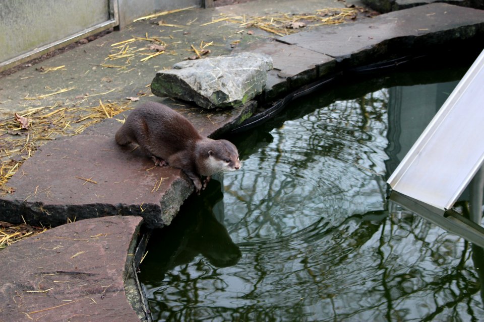 Oriental small-clawed otter