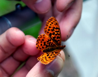 Man holding Butterfly during Butterfly Search, Mt Baker Snoqualmie National Forest