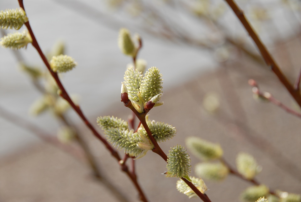 Spring nature plant