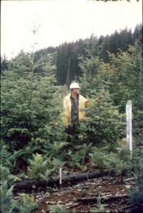 Mt. Hood NF - Young 12 yr Old Trees from Umpqua NF, OR