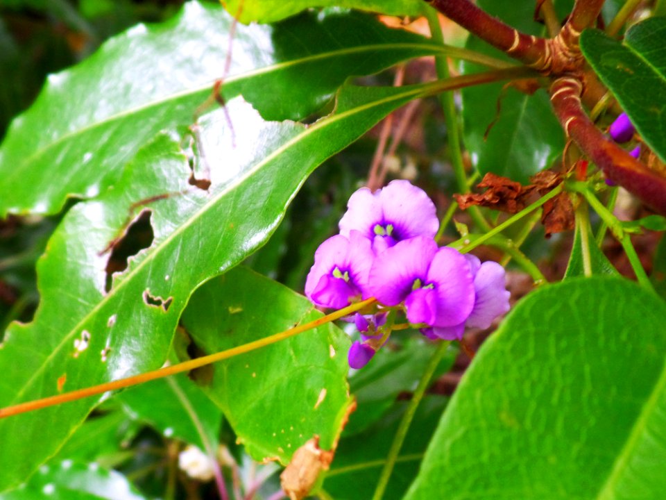 Vine in the tree