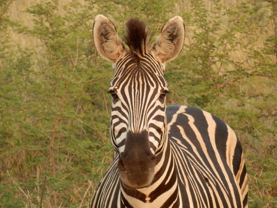 African animal wild