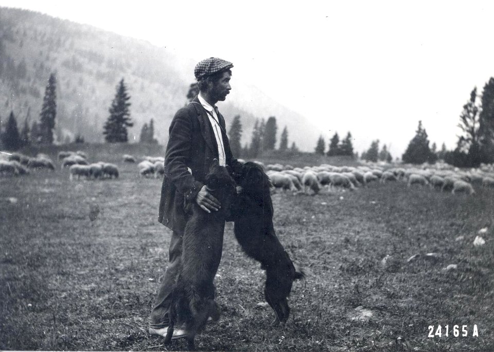 Alec Shaw, Sheep, Sheep herder, dogs