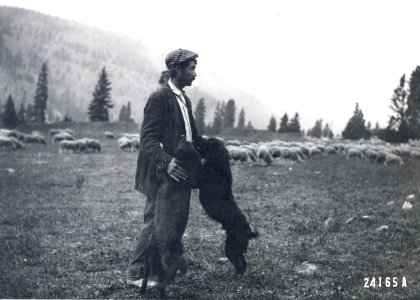 Alec Shaw, Sheep, Sheep herder, dogs