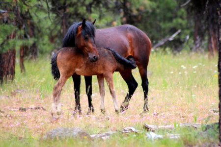 WILD HORSE MOTHER NURSING YEARLING LOOKOUT MOUNTAIN HERD-OCHOCO