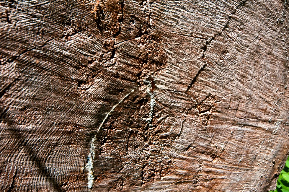 Fallen Log Detail, Willamette National Forest photo