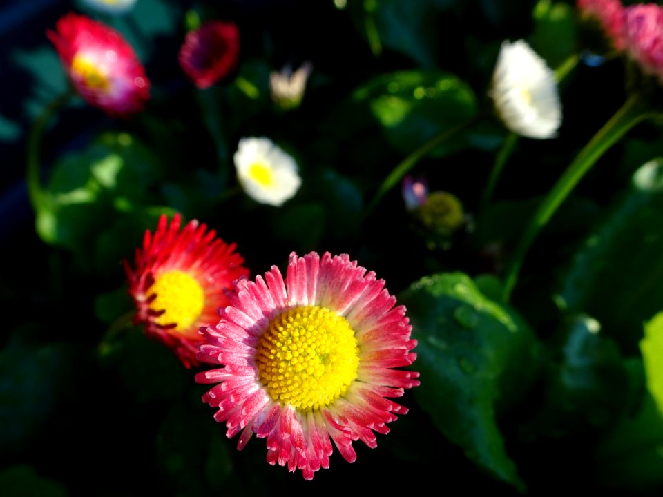 Happiness in a daisy