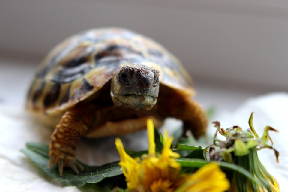Turtle