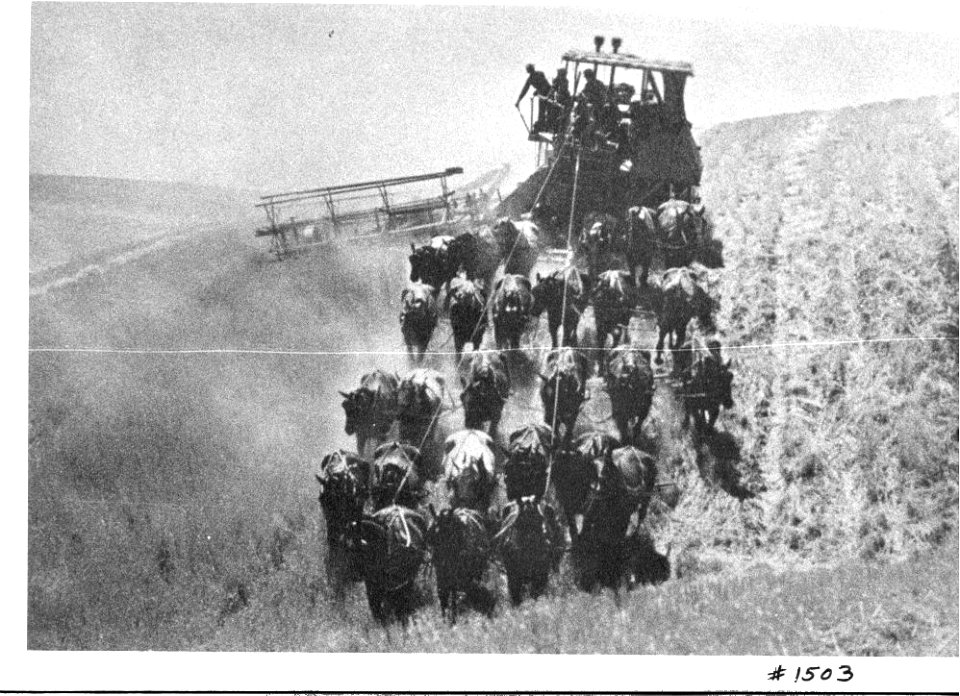 LINK'S PLACE-26 team of horses harvesting