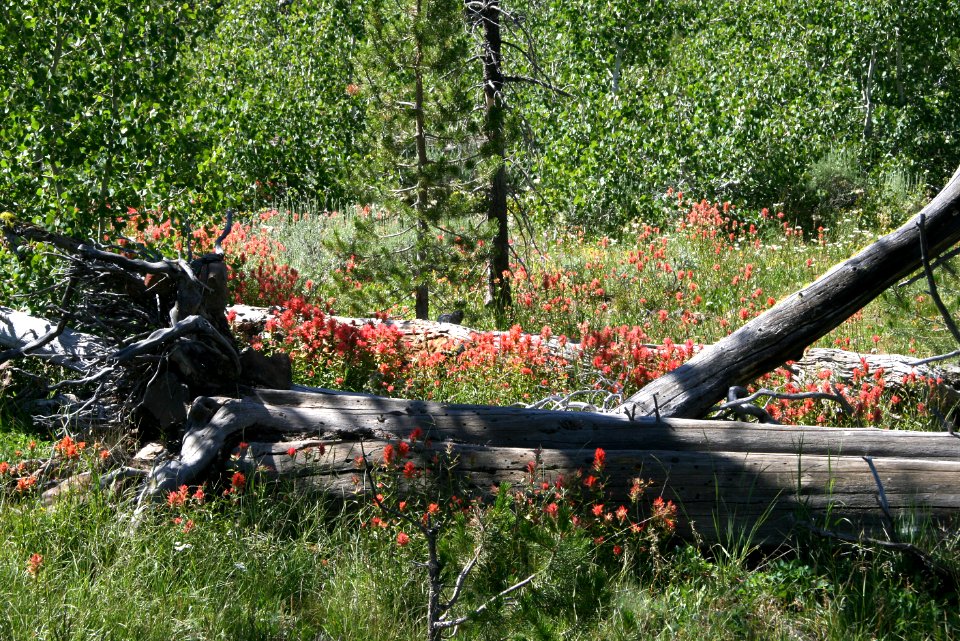 Wildflowers & Stump-Fremont Winema