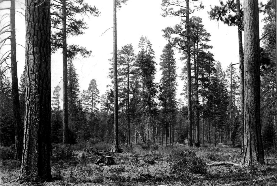 96315 2-yr-old Selection Cut TS, Snoqualmie NF, WA 1911