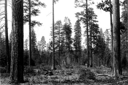 96315 2-yr-old Selection Cut TS, Snoqualmie NF, WA 1911