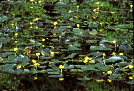 Willamette NF - Lily Pond Along N. Santiam Hwy, OR 1978 photo