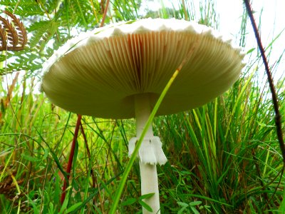 Towering Toadstool