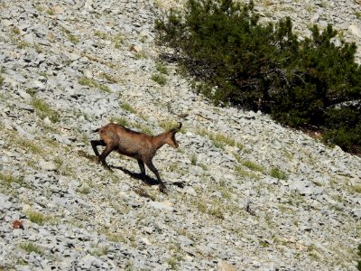 Chamois  Mt Ventoux nord
