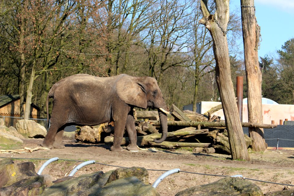 Elephant