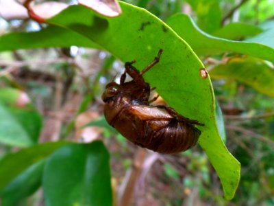 Cicada shell photo
