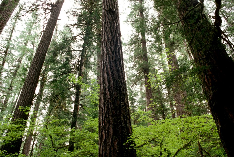 Mt Hood National Forest, douglas fir old growth-2.jpg