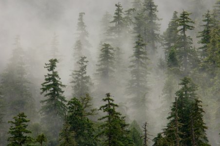 OLD GROWTH AND CLOUDS-WILLAMETTE photo
