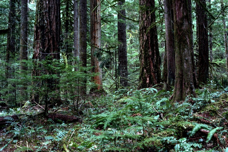 Mt Hood National Forest, old growth fir.jpg