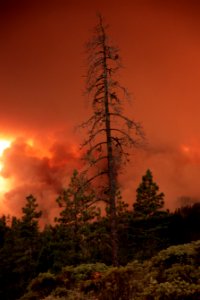 112 Rogue River-Siskiyou National Forest Biscuit Fire