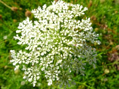 Beautiful weeds