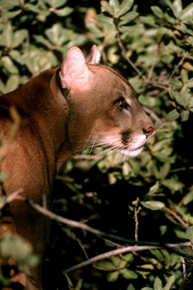 Cougar.jpg