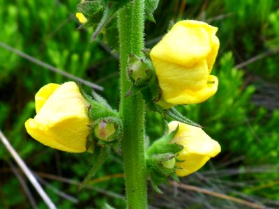 Buttercup three