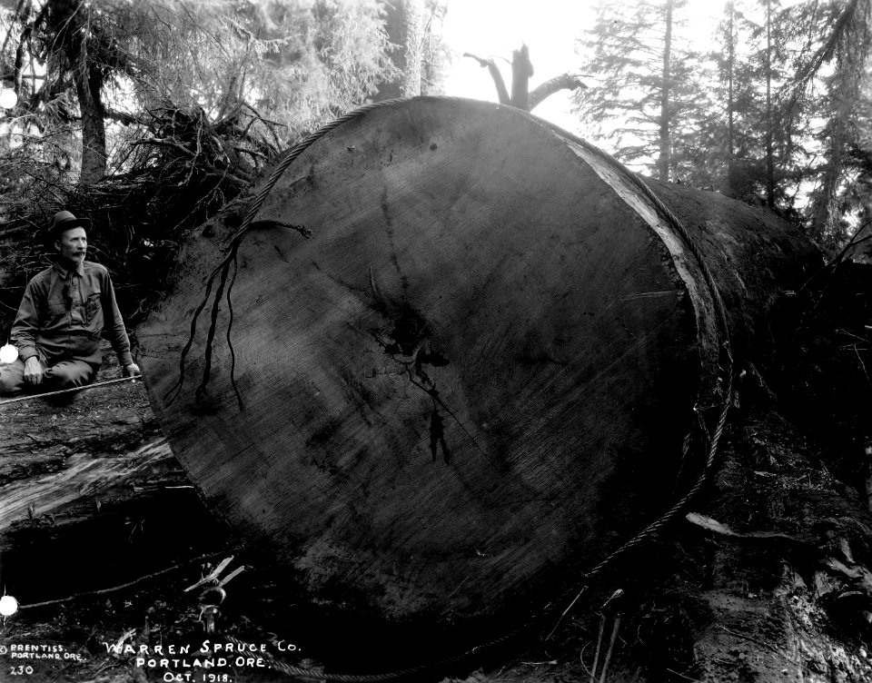 230 Spruce Log