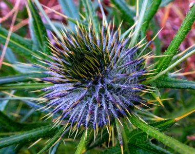 Mesmirisingly spikey