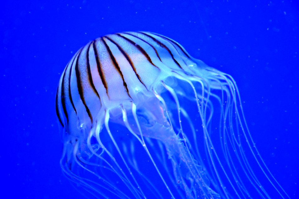 jellyfish blue