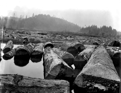 210 (maybe) Spruce Logs in Log Pond #1of 3