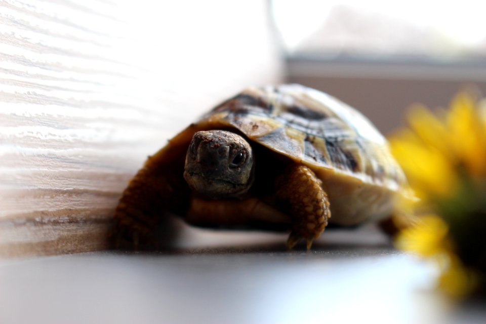 Turtle