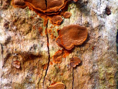 Spotted bark (or is it fungus?) photo