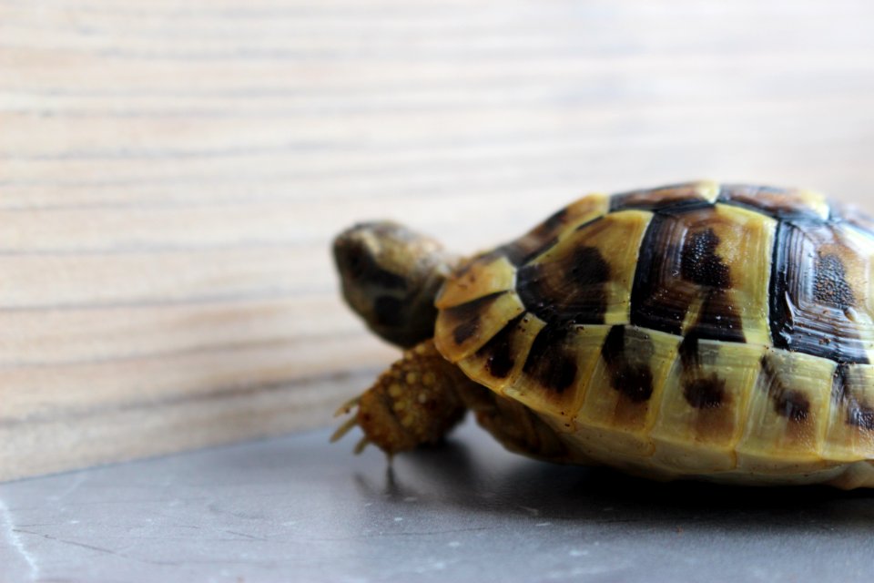 Turtle