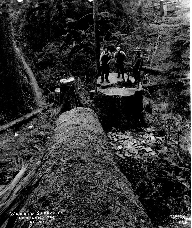 205 Spruce Stump with Men Standing