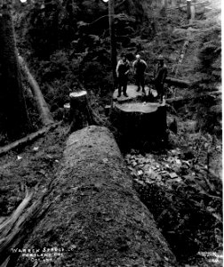 205 Spruce Stump with Men Standing