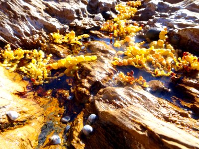 Sunny rockpool photo