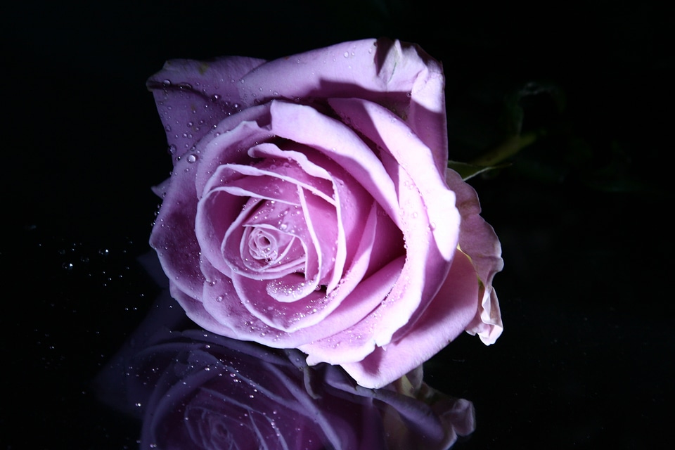 Flower pink flowers
