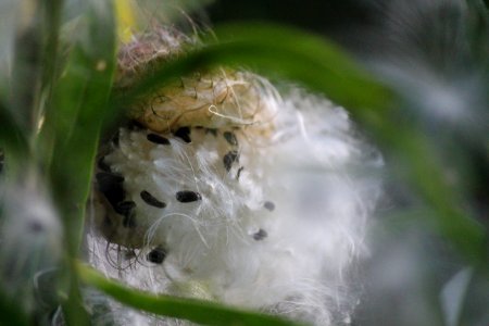 Life beginning