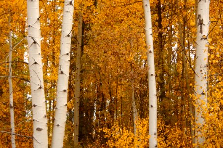 Fall Color at Rocky Point-Fremont Winema photo