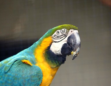 Macaw Gold photo