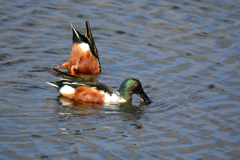 Canard souchet (Spatula clypeata)
