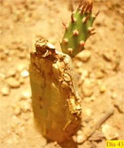 Crecimiento de cladodio de Opuntia boldinghii 2