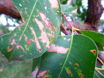 Eucalyptus tree leaves