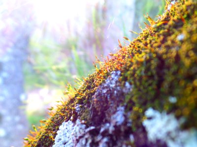 Mossy tree in the sunset